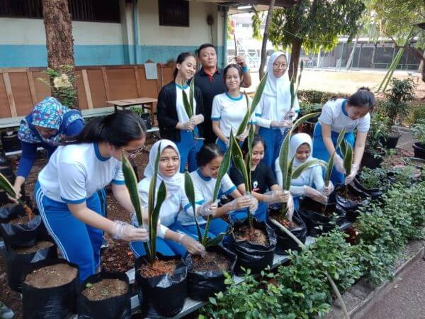 Gerakan Menanam Sansevieria Gerakan Menanam Sansevieria